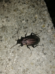 Carabus rugosus