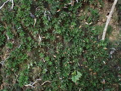 Pogonatum subulatum