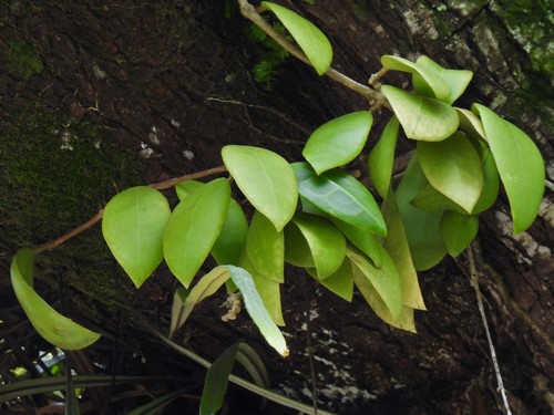 Hoya diversifolia, photograph 6