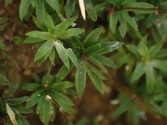 Pogonatum subulatum
