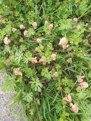 Medicago arabica