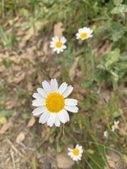 Asteraceae