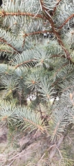 Picea pungens