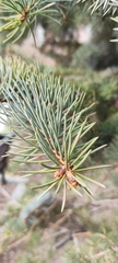 Picea pungens