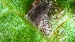 Colomerus vitis