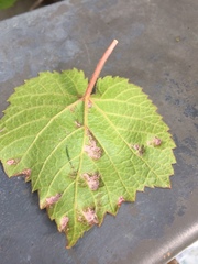 Colomerus vitis
