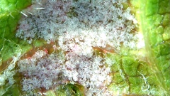 Colomerus vitis