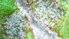 Colomerus vitis