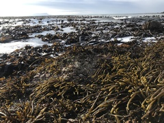 Splachnidium rugosum