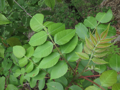 Rhus javanica