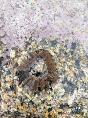 Scutellastra tabularis