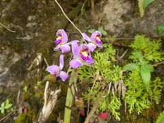 Bletia purpurea