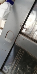 Thomisidae