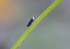 Scaphytopius loricatus