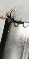 Thomisidae