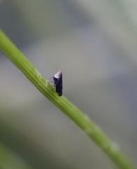 Scaphytopius loricatus