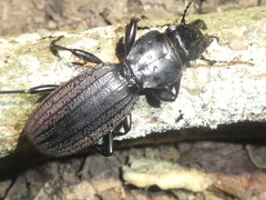 Mecodema costellum costellum