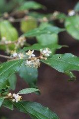 Asterolasia correifolia