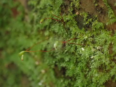 Sematophyllaceae