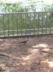 Streptopelia senegalensis