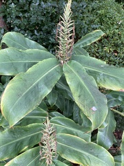 Hedychium gardnerianum