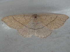 Cyclophora punctaria