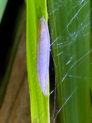 Meghimatium pictum