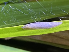 Meghimatium pictum