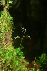 Neottia japonica