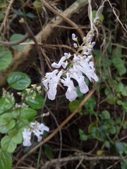 Plectranthus verticillatus