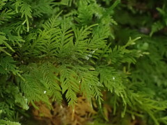 Thuidium laeviusculum