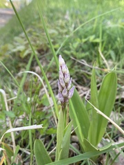 Orchis militaris