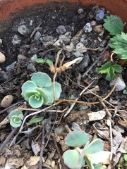 Hylotelephium sieboldii