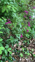 Lunaria annua