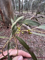 Eucalyptus rubida rubida