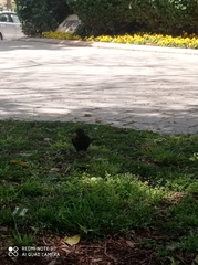 Turdus merula