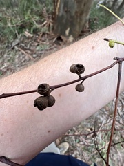 Eucalyptus rubida rubida