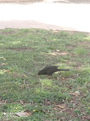 Turdus merula