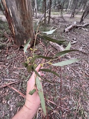Eucalyptus rubida rubida