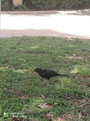 Turdus merula
