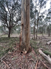 Eucalyptus rubida rubida