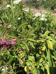 Syncolostemon transvaalensis