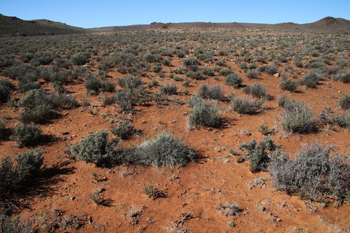 Image of Aristida diffusa by (c) Tony Rebelo, some rights reserved (CC BY-SA)