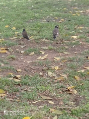 Acridotheres tristis