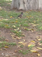 Acridotheres tristis