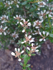 Spyridium spathulatum