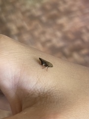 Clovia conifera