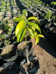 Tabernaemontana ventricosa