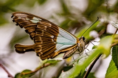 Papilio dardanus dardanus