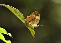 Cupha erymanthis maja